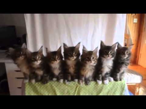funny-cats-orchestra.-traviata-edition