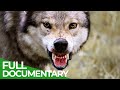 Man&#39;s First Friend - The Epic Story of Dogs &amp; Humans | Free Documentary Nature