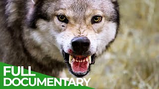 Man's First Friend  The Epic Story of Dogs & Humans | Free Documentary Nature