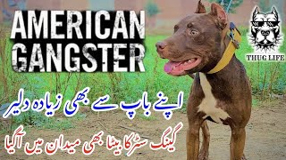 American Pit Bull Terrier Dog || Pit Bull Game line Dog || Zain Ul Abideen