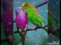 Jaadu sa chane laga🌹💘🌹 whatsapp status 🌹💘🌹