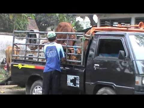 Sapi Naik Mobil - YouTube