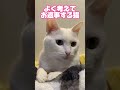 しっかり考えてお返事する猫　#short #幸せな時間 #癒し　#オッドアイ