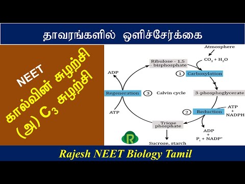 Photosynthesis in higher plants (Calvin cycle in Tamil) (C3 cycle for NEET) கால்வின் சுழற்சி - தமிழ்