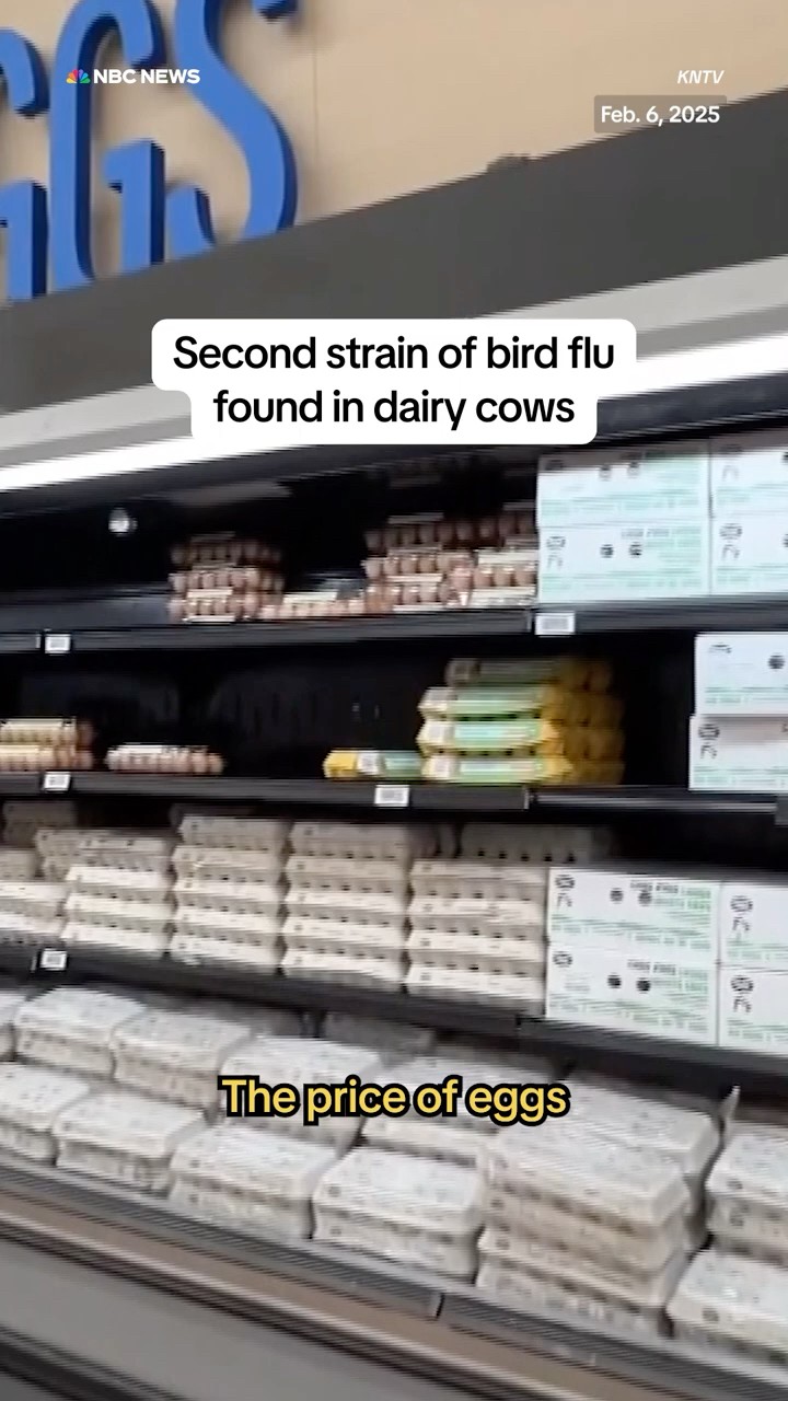 Second strain of bird flu found in dairy cows