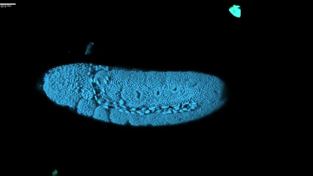 Time lapse of a developing drosophila - YouTube