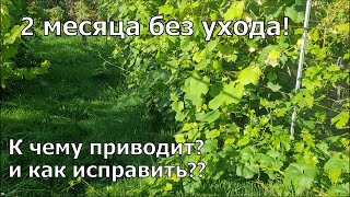 Виноград. Обрезка и формировка заросшего куста