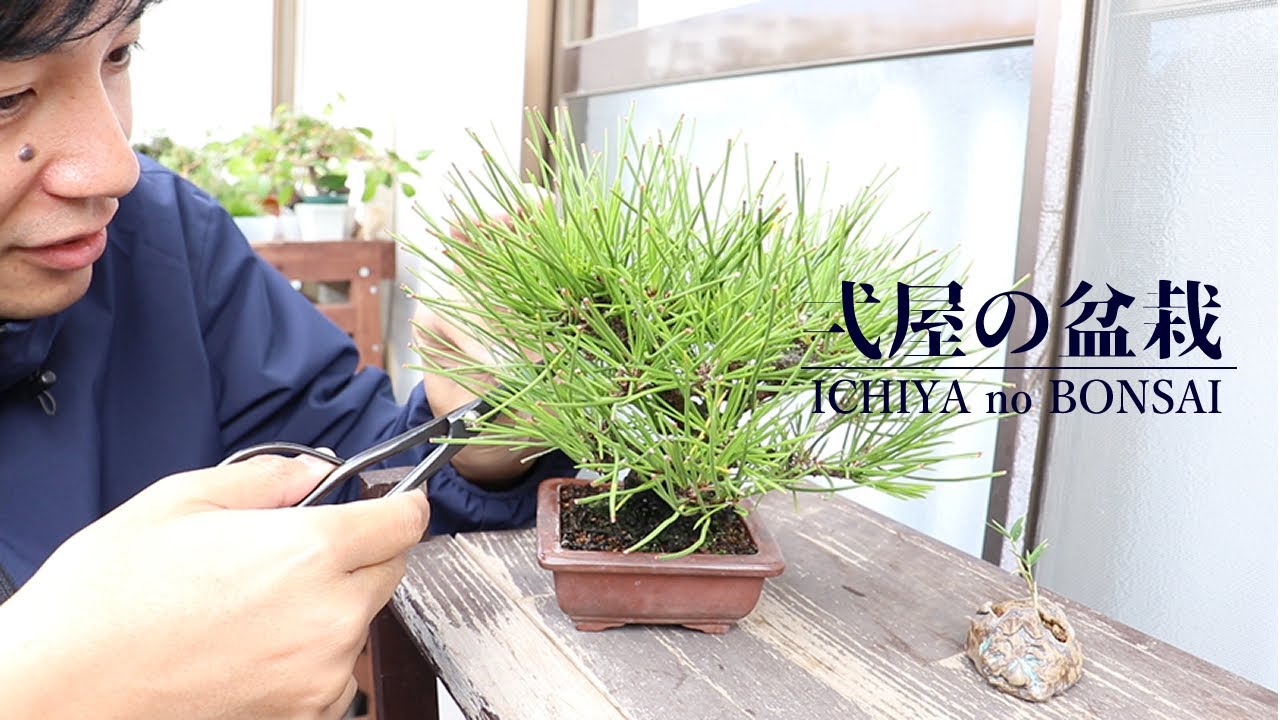 間黒松の古葉取りと葉透かしはすべき Youtube