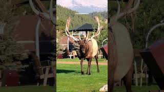 Huge Bull Elek Shedding Velvet off Antlers in Estes Park Colorado