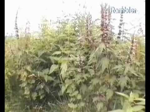 Трава пустырника применение. Советы травника.