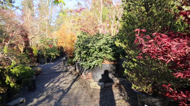 Japanese maples - Amazing Maples & Crazy Conifers