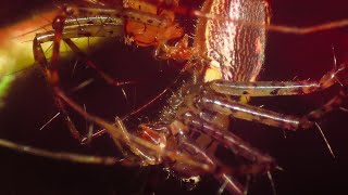 Aranhas-lince acasalando - Lynx spiders mating (Peucetia rubrolineata)