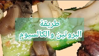 طريقة صنع البروتين والكالسيوم للحلزون الافريقي - African land snails mix