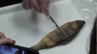 Perch Dissection