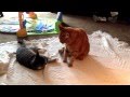 Simba and Jack play