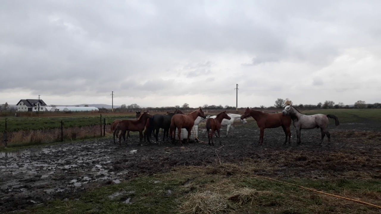 Cal Arab Arabian Horse - Pur sange arab - YouTube