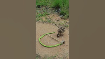 Survival Bird Trap : DIY Primitive Quail Trap Video #youtubeshorts #survival #outdoors