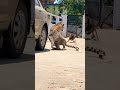 Leopard Crawls Under Car – Dog Barks, Cat Screams, Total Panic! #cat #catshorts #animals #shorts