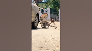 Leopard Crawls Under Car – Dog Barks, Cat Screams, Total Panic! #cat #catshorts #animals #shorts