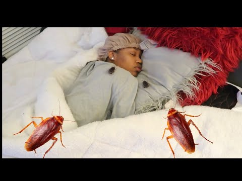 hilarious-cockroach-prank-on-girlfriend!!