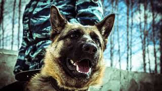 The Butcher Of Rostov 19781990 The True Story Of Andrei Chikatilo