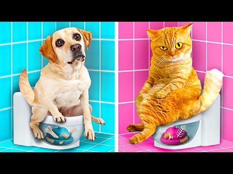 Video: Un spectacol de televiziune cu povești de carieră cu Kitties Adoptabile? Da, te rog!