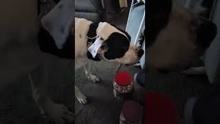 a private moment and more with Maverick the Dork.