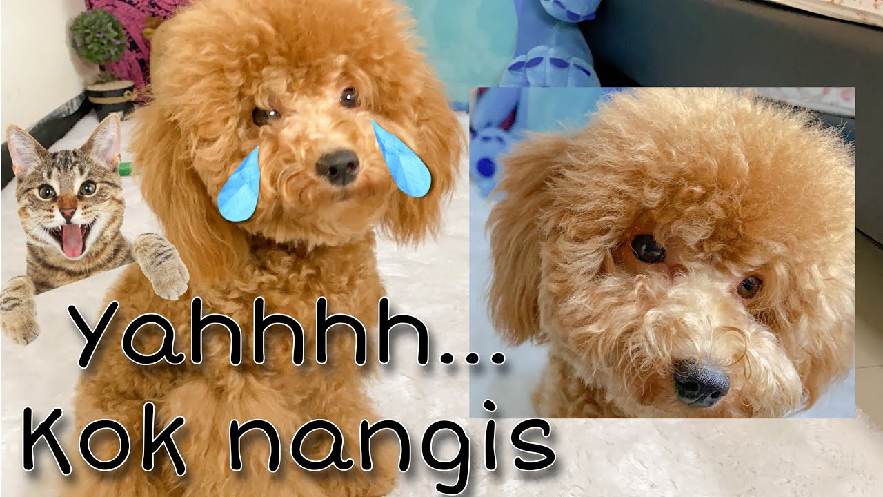 REAKSI ANJING POODLE KETEMU KUCING PERTAMA KALI || GAK NYANGKA MALAH KAYAK GINI