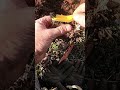 I make a bucket list find while metal detecting a new civil war site!!