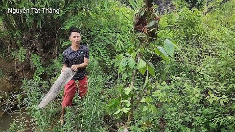 Pây Hầu Minh Vivu lấy Món Kiến lửa không nhịn được cười hớ hớ. Nguyễn Tất Thắng