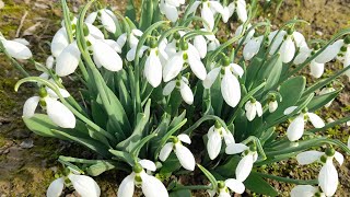 Скоро Весна - Bahor Yaqin - Spring Soon