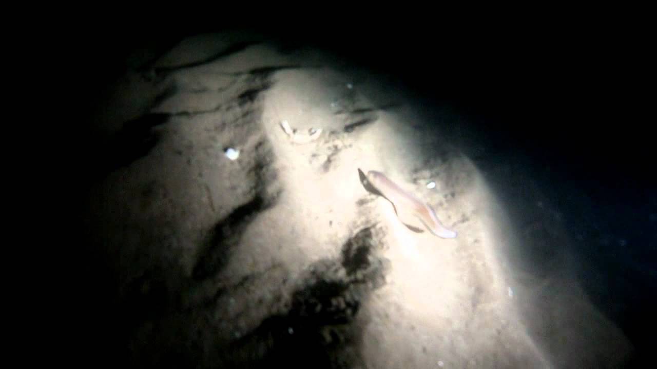 ночная подводная охота на черном море