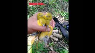 Suara pikat sogon super part#1