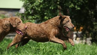 Chesapeake Bay Retrievers: Hunting Made Easy!