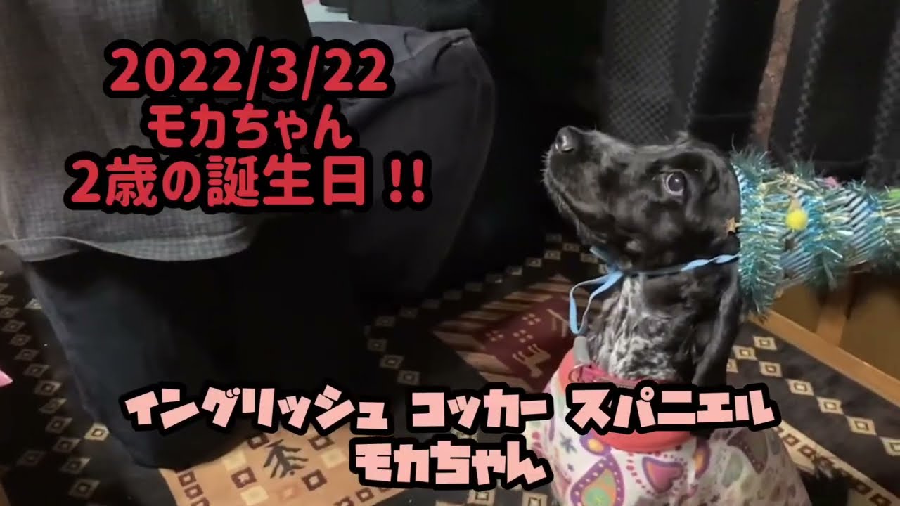 イングリッシュコッカースパニエルのモカちゃん 22 3 22 2歳の誕生日 Youtube