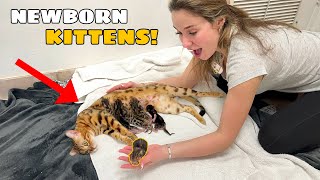 MY EXOTIC CAT GAVE BIRTH! WE HAVE KITTENS! by Hannah Feder 157,682 views 3 months ago 19 minutes