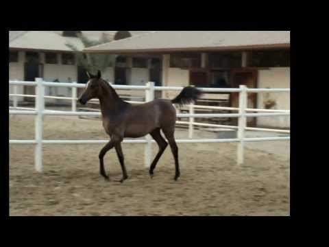 Hujaylah Al Jamal At The Age Of 7 Months