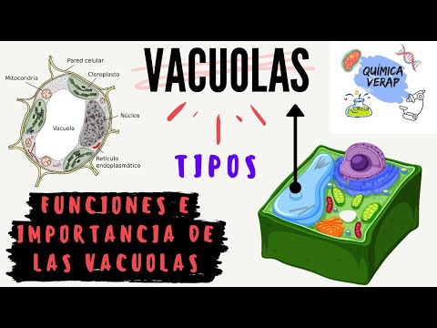 Vídeo: Diferencia Entre La Vacuola Alimentaria Y La Vacuola Contráctil