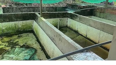 Xây Chuồn Nuôi Rắn RiVoi RiCa - Cường Hậu Giang