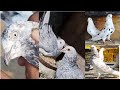 Bilal khan pigeon lover pigeon lover romantic shots 2022