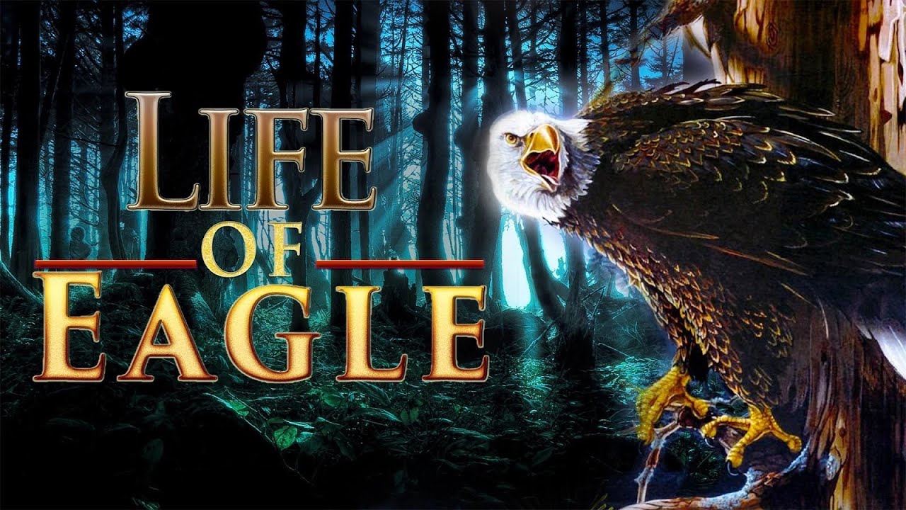 Life of Eagle - Wild Simulator - iOS / Android - Gameplay - YouTube