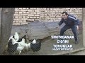 Sho'rdanak - O'gri tovuqlar | Шурданак - Угри товуклар (hajviy ko'rsatuv)