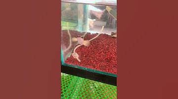 Thu bé cá lóc vây xanh xanhthic