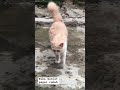 Suka manjat pagar rumah #cat #pets #petlover #funny #kucing #catvideos #cats #imut # #kucinglucu