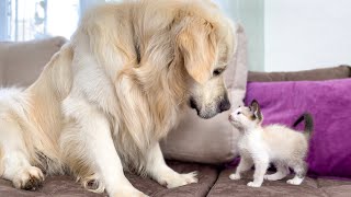 Golden Retriever and Kitten Play for the First Time!