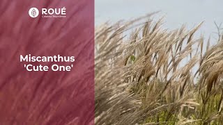 Miscanthus ‘Cute One’-Petite plante, grande présence