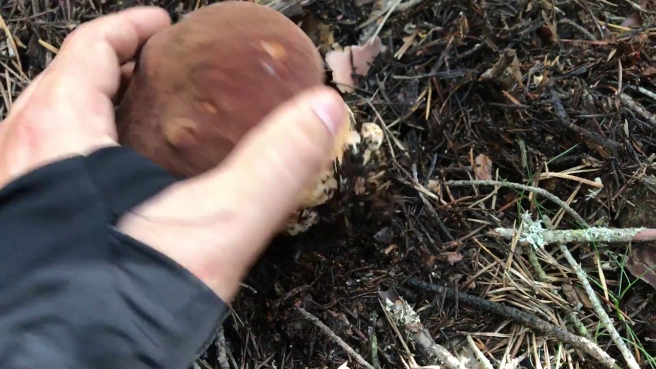 Boletus pinicola | Cesta y Setas