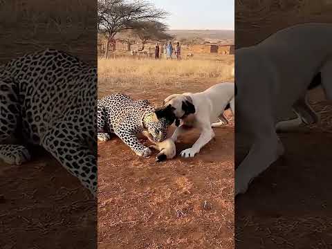 امسكته لأنه قت ل صغيرها الحيونات الطبيعة الكلاب الأنيقة المانيا المفترس النمر حيونات عجائب