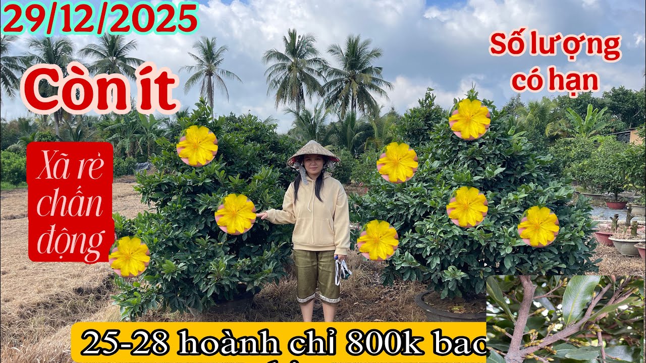 29/12/2025 vườn mai bạn thuý☎️0366166728GL 15 mã số mai thuậ chậu chơi tết hoành 25-28 chỉ 350-800k