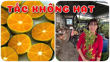 Cây Tắc không hạt tứ quý | 0386569374 - Ngọc Ngân Bến Tre | Chuyên cây độc lạ